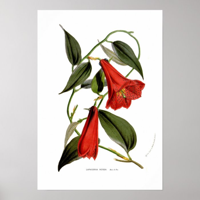 Lapageria rosea posters