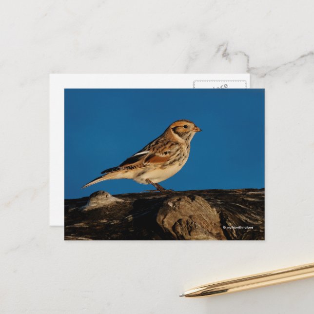 Lapland Longspur Bunting Songbird on Sunlit Log Postcard (Front/Back In Situ)