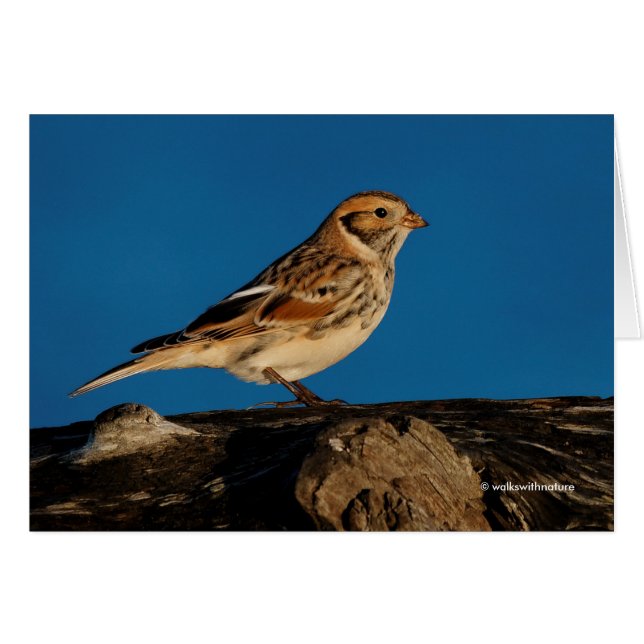 Lapland Longspur on a Sunlit Log Cards (Front Horizontal)