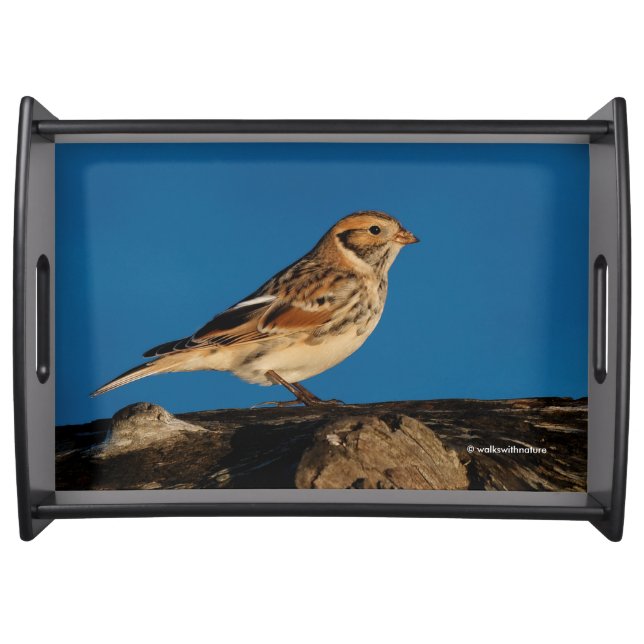 Lapland Longspur on a Sunlit Log Serving Tray (Front)