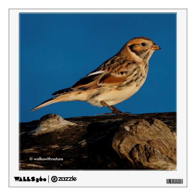 Lapland Longspur on a Sunlit Log Wall Decal (Front)