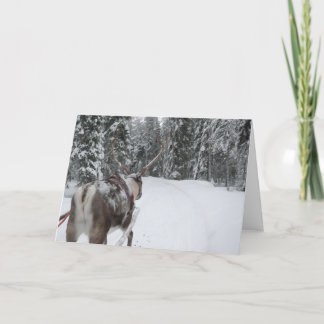 Lapland Reindeer Christmas Card Photo Card