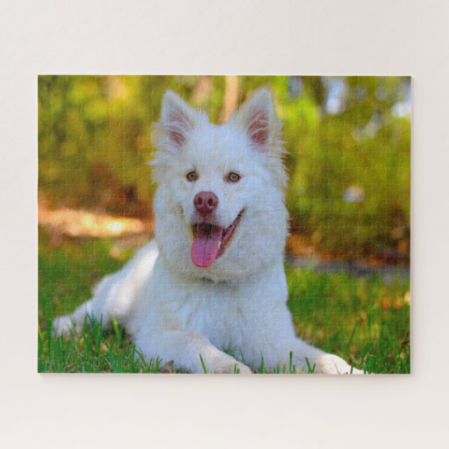 Lapphund Dog. Jigsaw Puzzle (Horizontal)