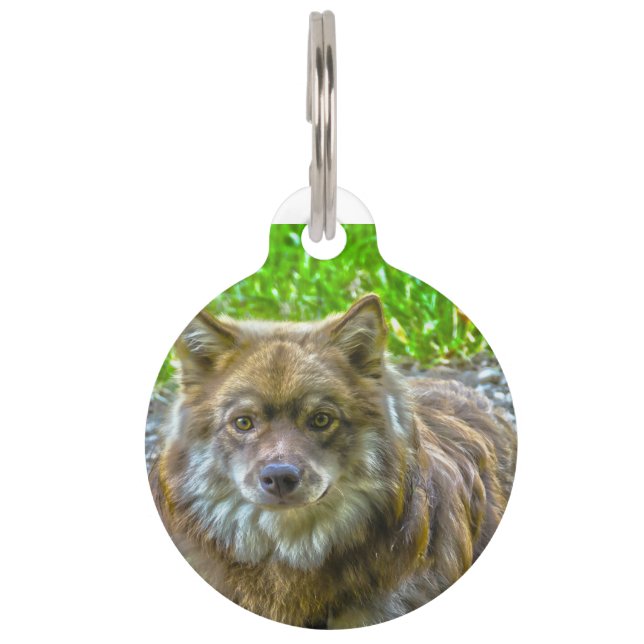 Lapphunds Dog. Pet ID Tag (Front)