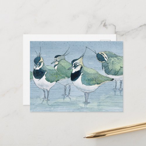 Lapwing Bird Lover Wildlife Watercolor Postcard