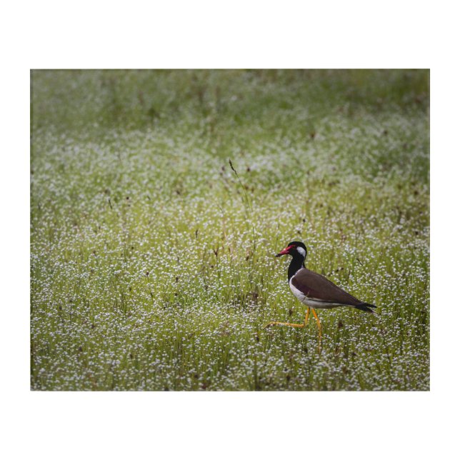 Lapwing Bird on the Grass Acrylic Print (Front)