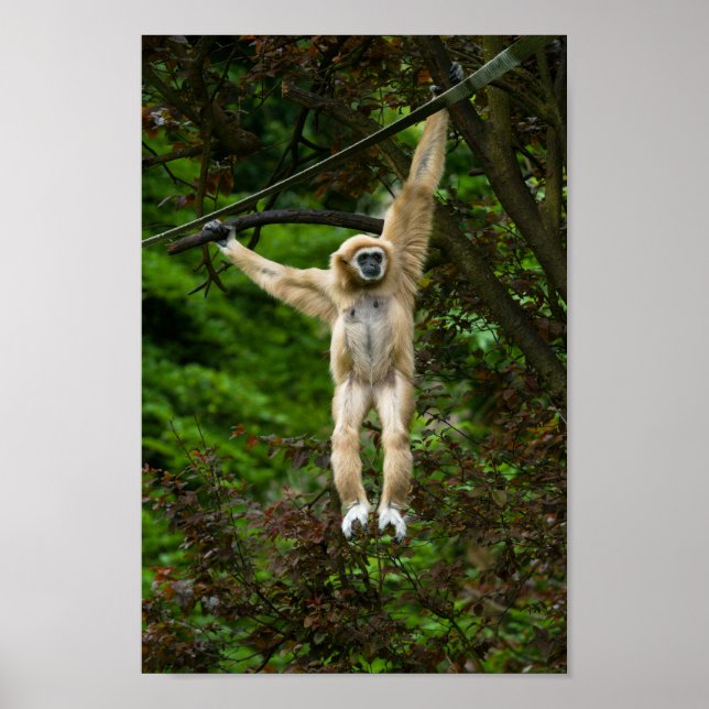 Lar Gibbon Hanging From The Tree Poster (Front)