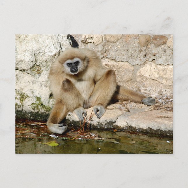 Lar gibbon near pond postcard (Front)