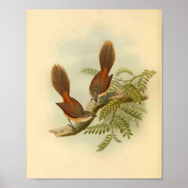 Larat Fantail Flycatcher Red Bird Vintage Print (Front)