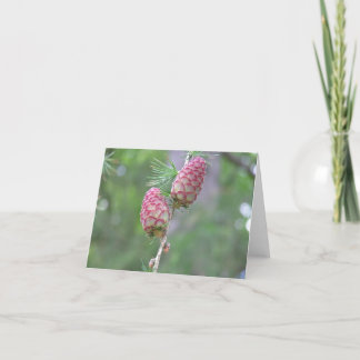 Larch (Larix) card