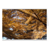 Larch Tree Cards (Front Horizontal)