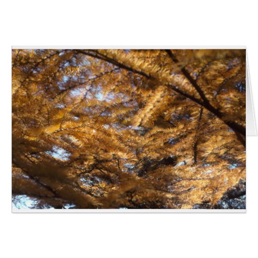 Larch Tree Cards (Front Horizontal)