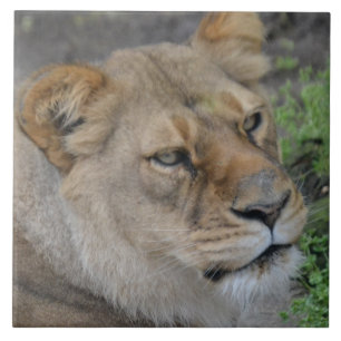 Large (6" X 6") Ceramic Photo Tile