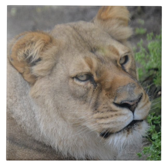 Large (6" X 6") Ceramic Photo Tile (Front)