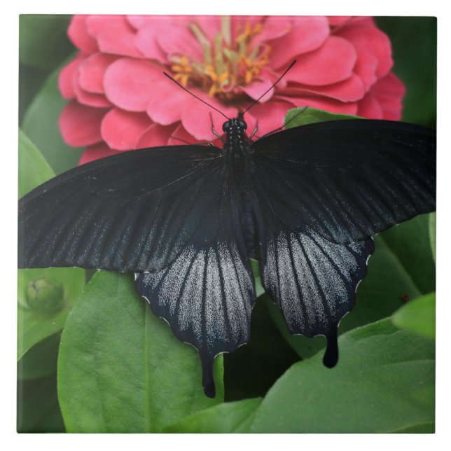 Large (6" X 6") Ceramic Photo Tile/Butterfly Tile (Front)