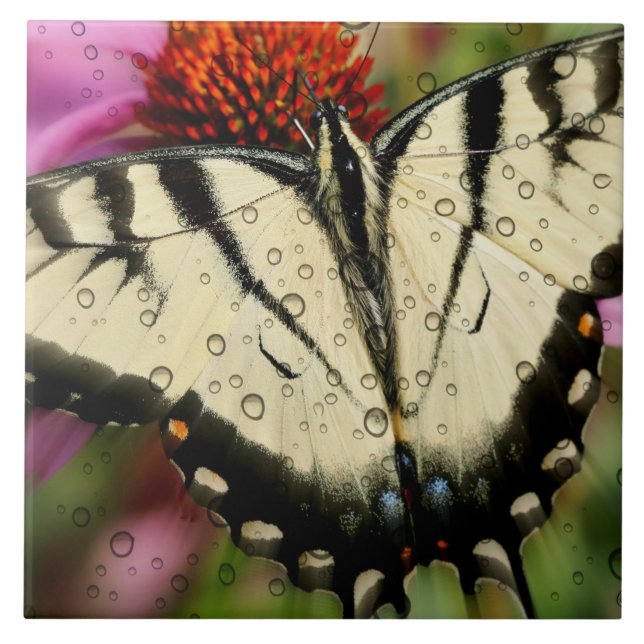 Large (6" X 6") Ceramic Photo Tile/Butterfly Tile (Front)