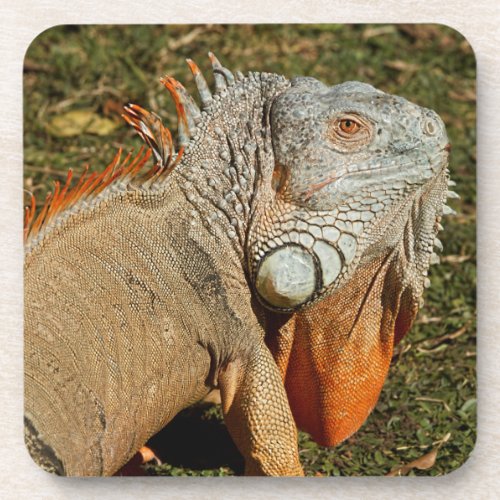 Large Adult Green Iguana Lizard in the Grass Beverage Coaster