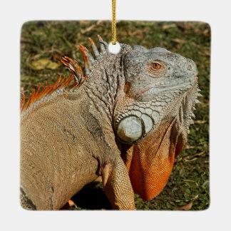 Large Adult Green Iguana Lizard in the Grass Ceramic Ornament