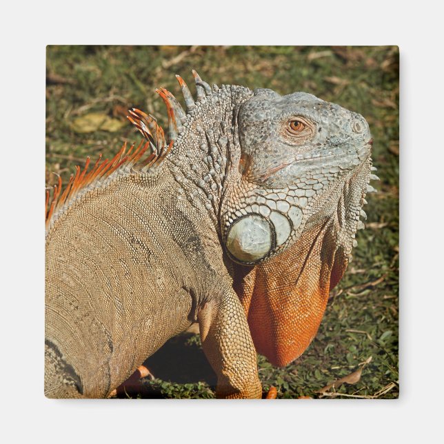 Large Adult Green Iguana Lizard in the Grass Magnet (Front)