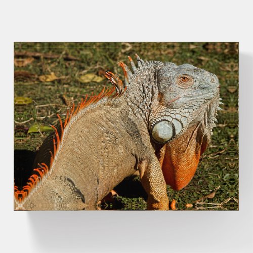 Large Adult Green Iguana Lizard in the Grass Paperweight