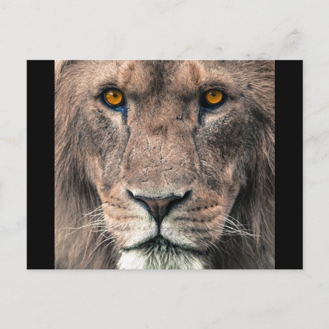 Large African Lion head eye contact close up male Postcard (Front)