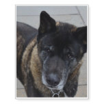 Large Akita Temporary Tattoos
