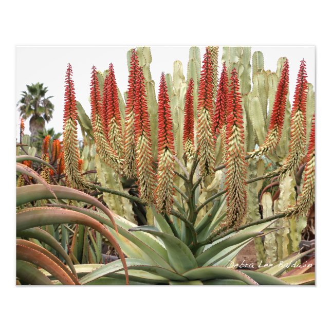 Large aloe in bloom photo print (Front)