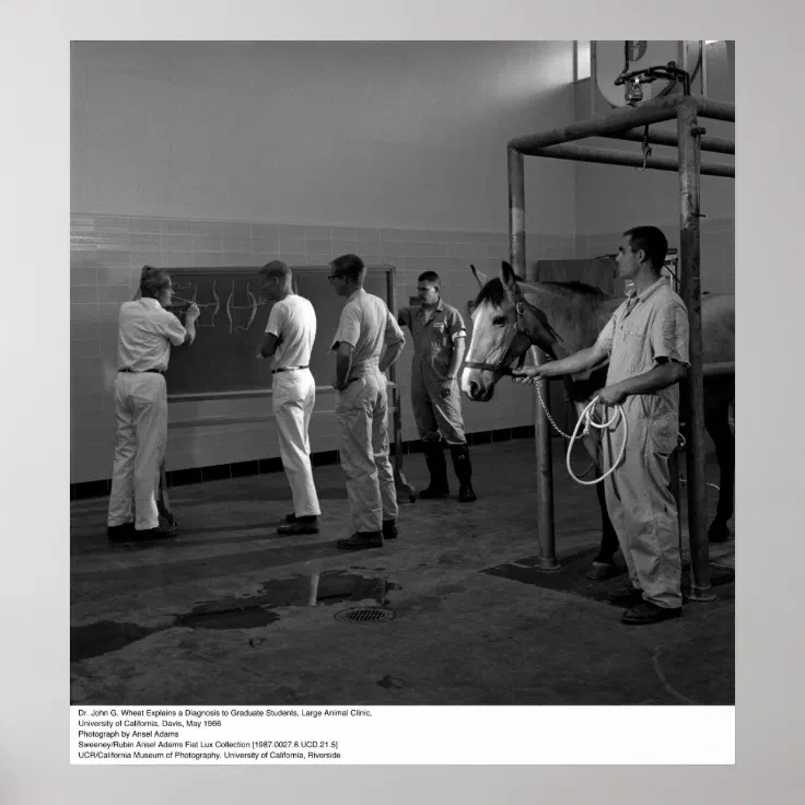 Large Animal Clinic, UC Davis, 1966 Poster Zazzle