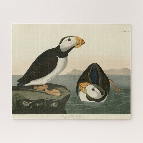 Large billed Puffin _ Audubons Birds of America Jigsaw Puzzle
