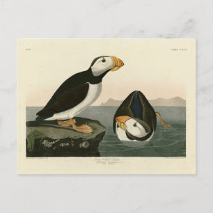 Large billed Puffin - Audubon's Birds of America Postcard