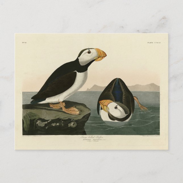 Large billed Puffin - Audubon's Birds of America Postcard (Front)