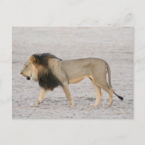 Large Black Maned Lion Panthera Leo Walks 2 Postcard