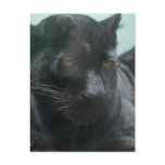 Large Black Panther Postcard