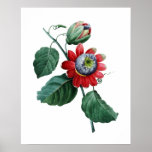 Large Botanical Print Of Passiflora By Redoute at Zazzle