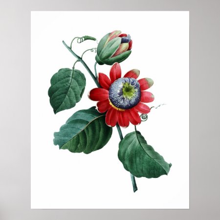 Large Botanical Print Of Passiflora By Redoute
