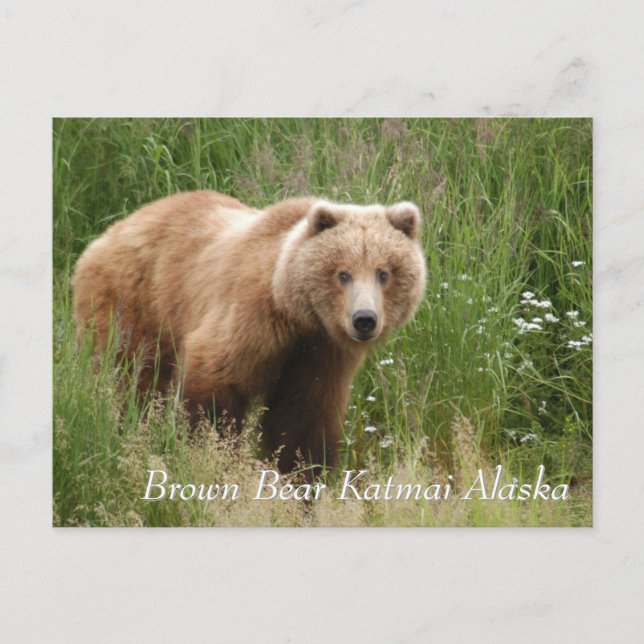 Large Brown Bear Katmai Alaska  Postcard (Front)