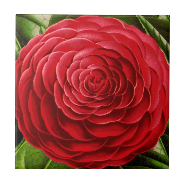 Large Camellia Blossom, Shades of Deep Red Ceramic Tile (Front)