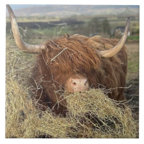 Large Ceramic Tile Funny Scottish Highland Cow