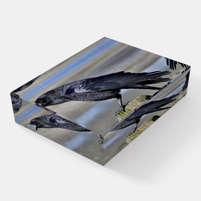 Large crow squawking paperweight (Angled)