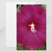 large dark red Hibiscus (Front/Back)