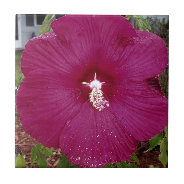 large dark red Hibiscus Ceramic Tile (Front)