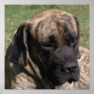 Large Dog Head Portrait English Mastiff Poster