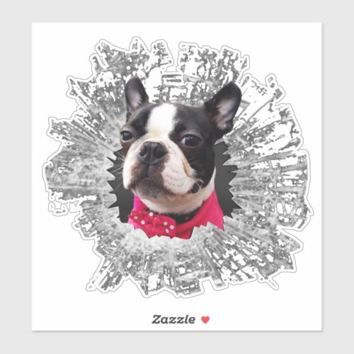 Large Female Boston Terrier smashed window sticker