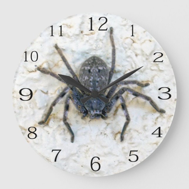 Large Female Huntsman Spider, Clock (Front)