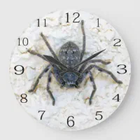 Huntsman Spider Clock From Blue Waffles To Clock Spider: 7 Things You