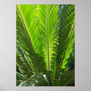 Fern Art & Wall Décor | Zazzle