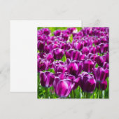 Large field of purple tulips (Front/Back)