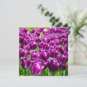 Large field of purple tulips (Standing Front)