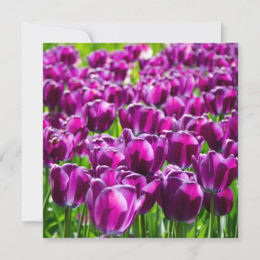 Large field of purple tulips (Front)