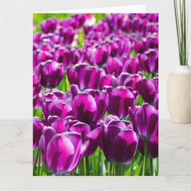 Large field of purple tulips    card (Front)